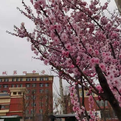 细雨润物春风里，静待花开芬芳时——四中向阳校区线上教学简记
