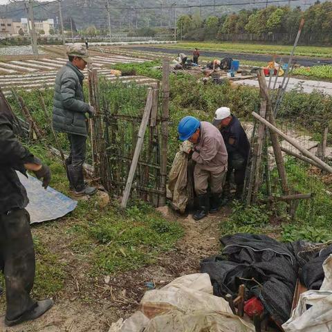 潘岱街道田园整治攻坚行动中