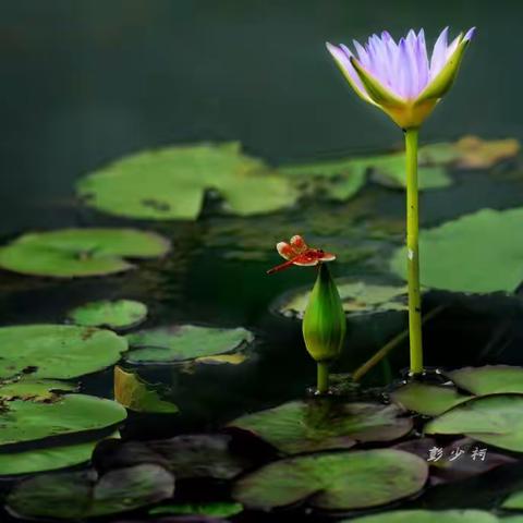 陆河县县政府观赏莲、罗洞梅园