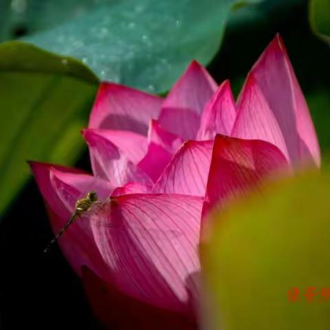 陆河县内洞荷花