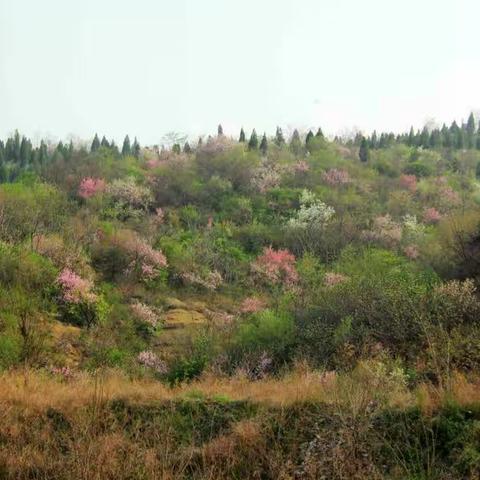 莫负春色，花海徜徉，醉美大涧——磨街大涧地质公园