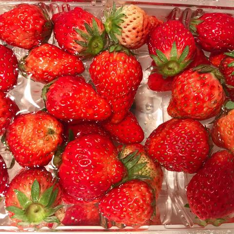 来来来，免费的酸奶紫米露看过来！