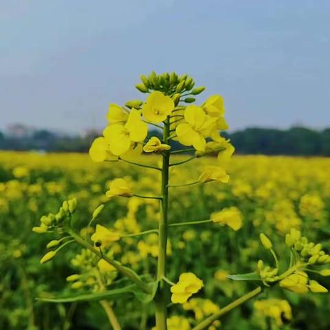 新渡赏花