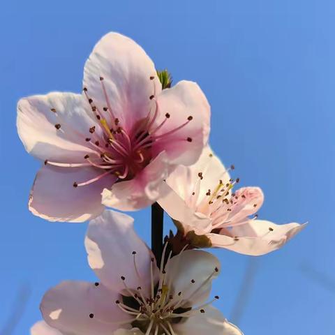 锡里桃花开