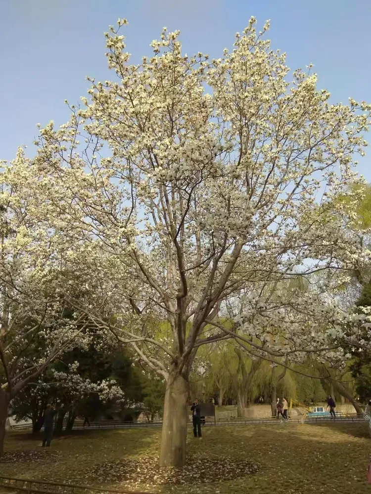颐和园西提北最大的白玉兰树。