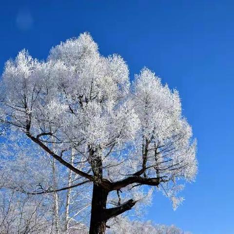 库尔滨的雾松