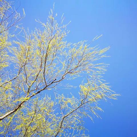 滨河初春