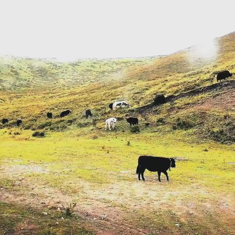 跑马溜溜的山上