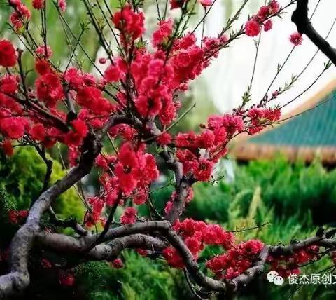 大河碧玉流诗社新春诗友酬唱美篇