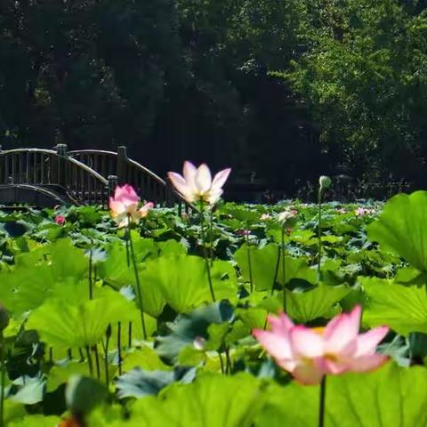烟柳画桥4