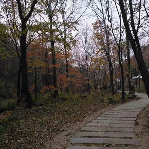 2017秋季赏红叶！