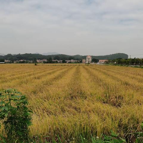 金黄稻田海