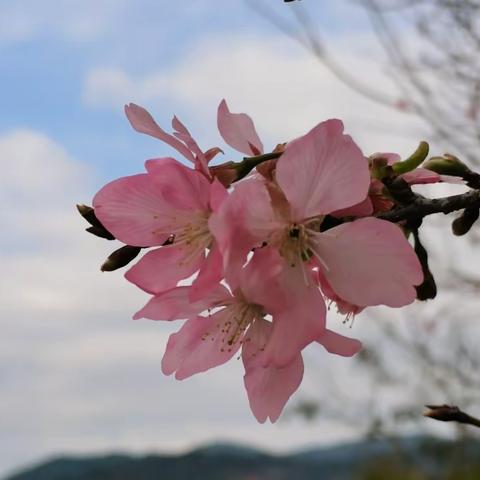 春日赏花，不负春光