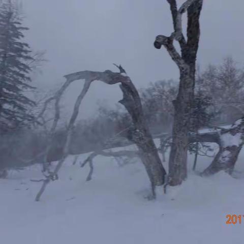 哈尔滨亚布力雪乡之旅（三）