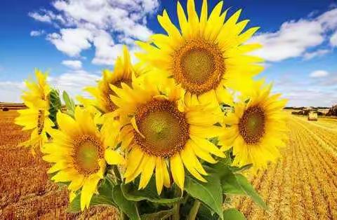 【四小·家校】《如何对孩子进行挫折教育》