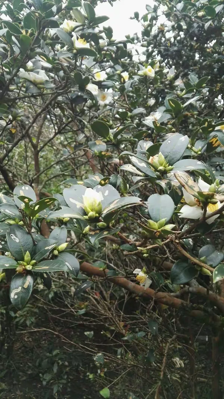 洁白的山茶花盛开在海拔1700米的高山