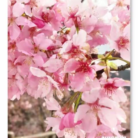 与春天有个约会——同安白交祠第三届樱花节