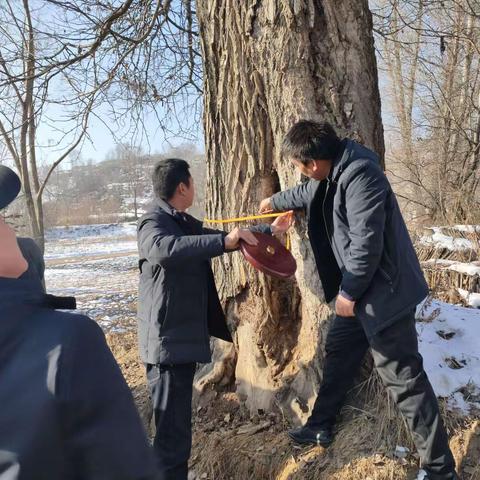 12月24日，州林草局古树名木核查组在和政县林草中心人员带领下到和政县新庄乡、三合镇对3级古树进行核查。