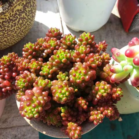 来自“花果之城”芒市的美丽多肉