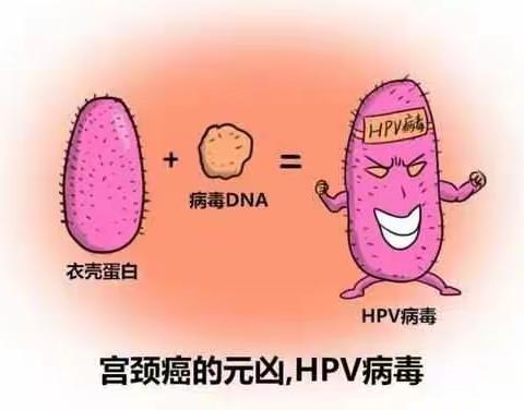 HPV到底是什么？