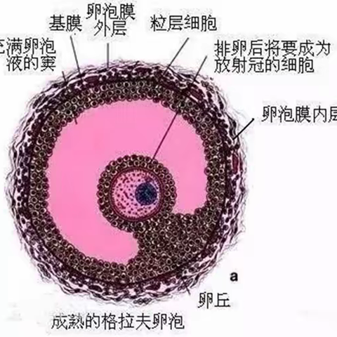 卵泡与卵泡监测