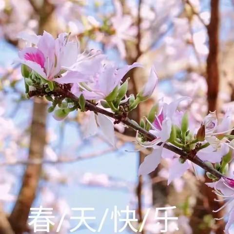 醉美临沧，果香永德