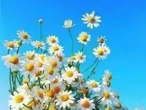 矢志不渝践初心，笃行不怠向未来--甘石桥小学开展党的二十大精神“大学习”活动