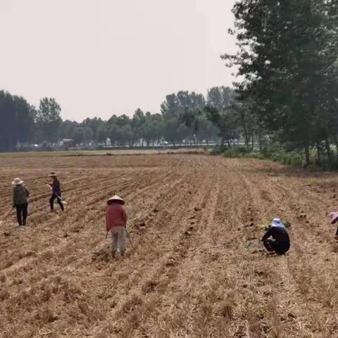 颍阳镇：烟叶种植忙，致富有盼头