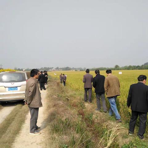 金田种业召开新品种“华粳40”展示观摩会