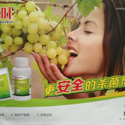 万亩示范田彰显“碧叶”实力