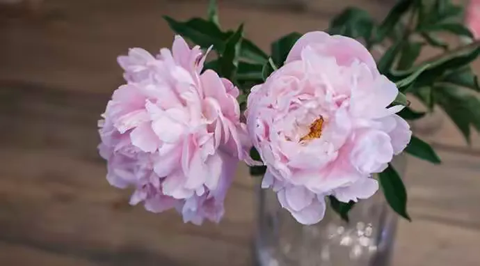山东芍药有香味吗