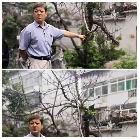 清除危树保居民平安