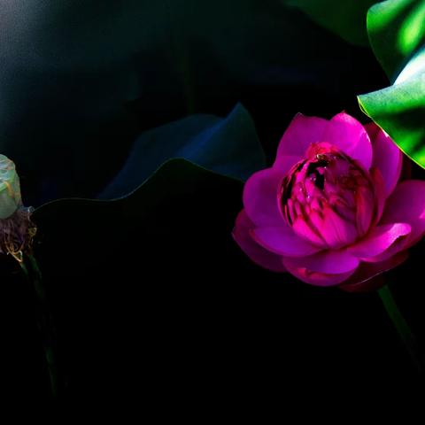 烂柯“夏荷”妖娆多姿笑相迎