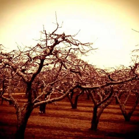 充满鲜花的世界在哪里