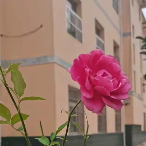 骑士中队学习生活日志