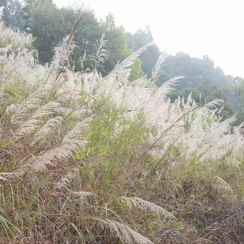 清明时至，中澳实验学校后山杂草清理活动
