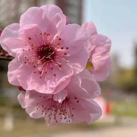 参观学习武安广场绿化管护