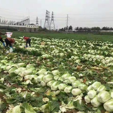 校椅大白菜义卖