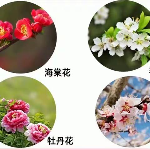 4.10春天的花