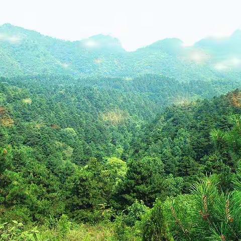 陇县八渡国家重点油松良种基地简介