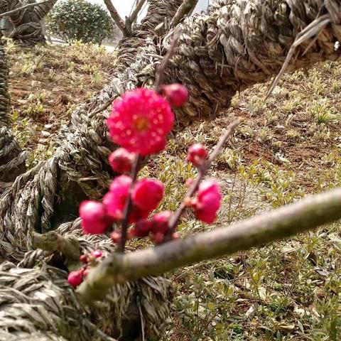 2017年2月8日中午，海门中学77届高二（1）班毕业40年聚会在桃花岛酒楼举行。