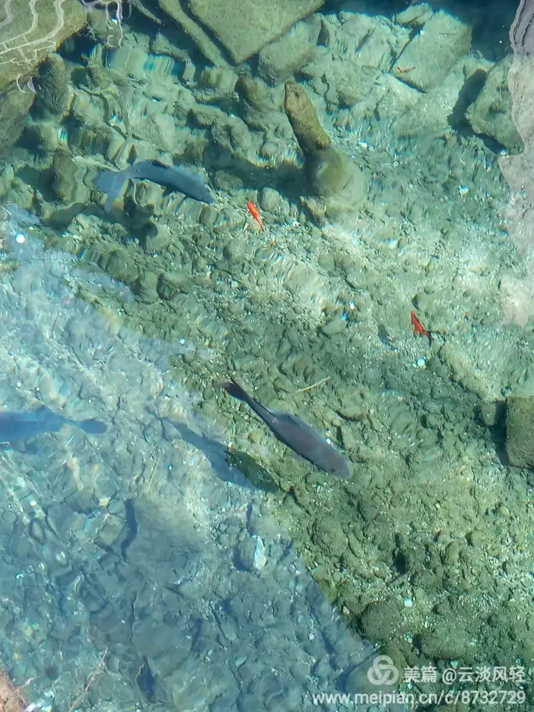鱼翔浅底