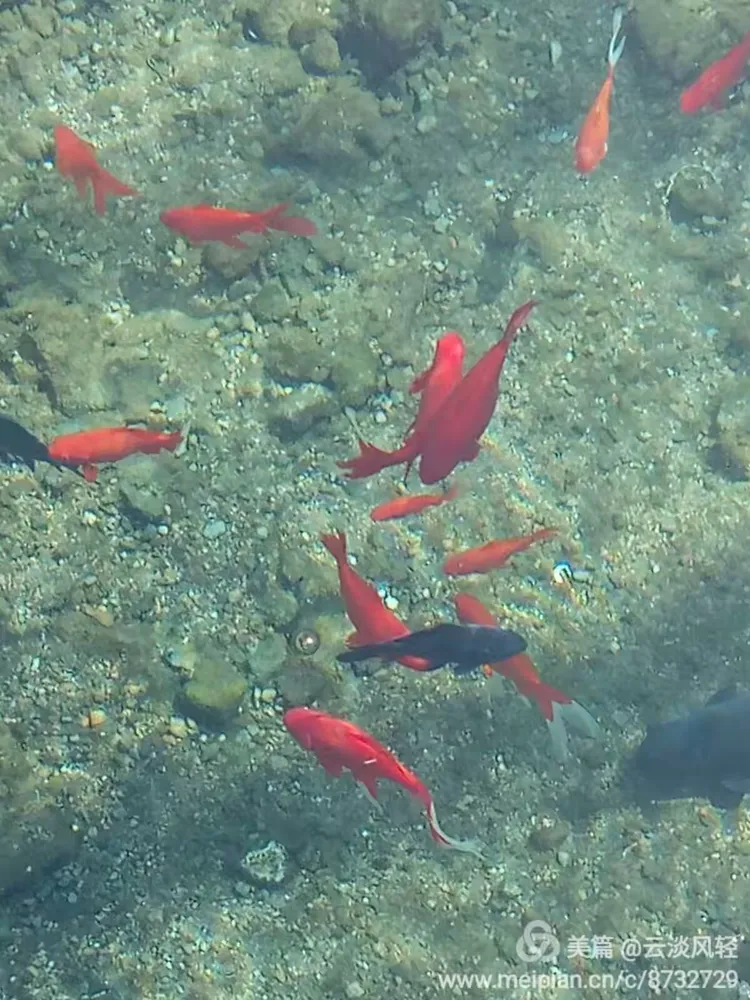 鱼翔浅底