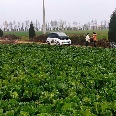 让爱心架起“滞销蔬菜”的畅销通道