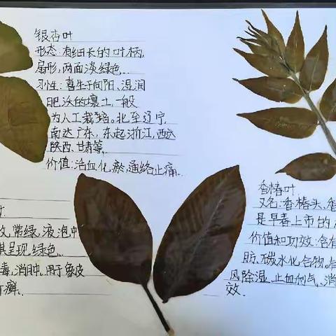“红领巾爱家乡——植物标本制作”教育实践活动——和安里小学五年级四班