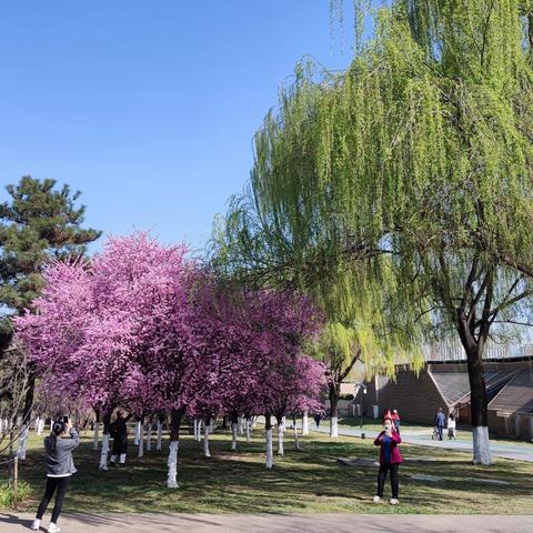 红梅花开满园春