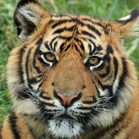 新年新气象，生肖虎——虎年说虎送祝福