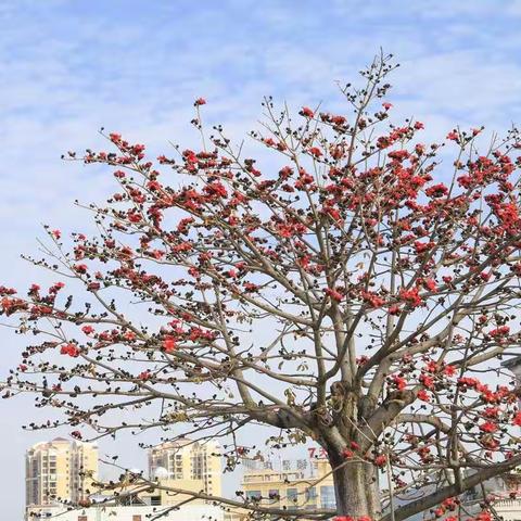 齐心战“疫”，木棉花开