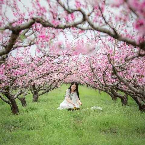 桃花今又开满山 红遍昌乐土埠沟