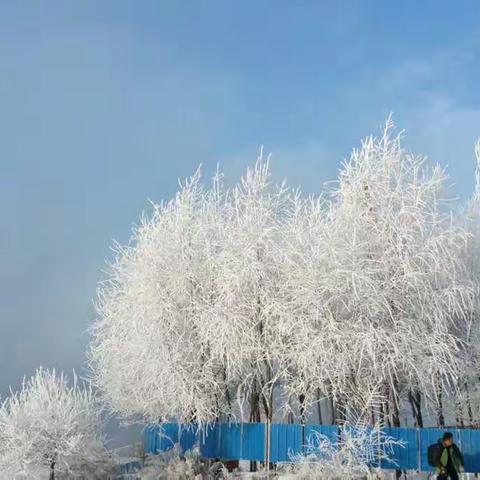 魅力吉林 · 醉人雾松